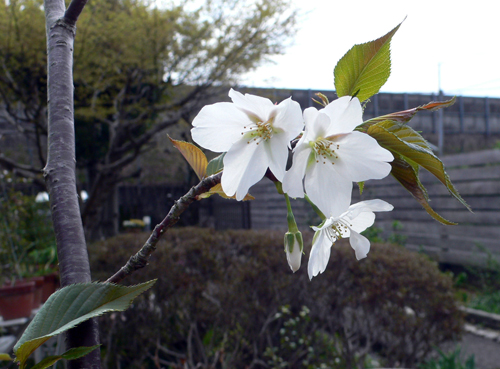 f0060424_2314246.jpg