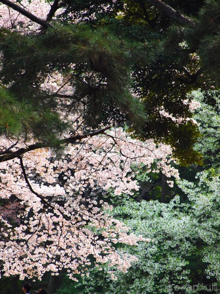 c0133533_0374843.jpg