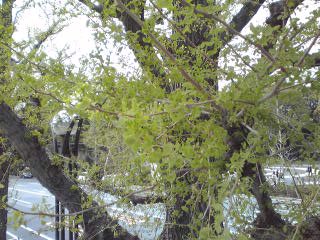e0081334_13504518.jpg