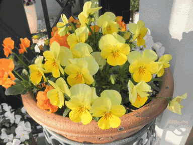 c0136736_15502598.gif