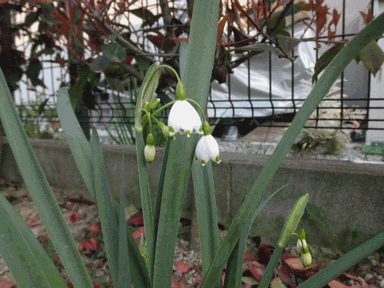 c0136736_15512068.gif