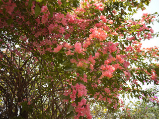 a0152839_215795.jpg