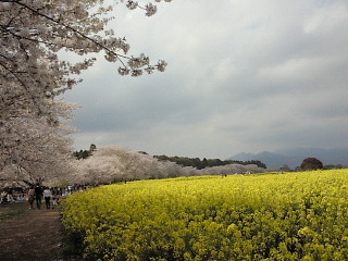 d0161575_532218.jpg