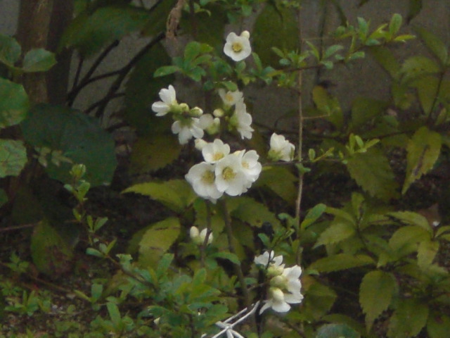 f0153475_1131791.jpg