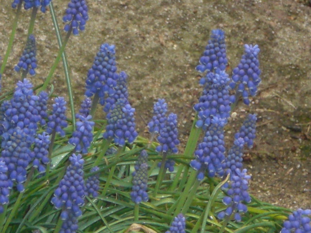 f0153475_116981.jpg