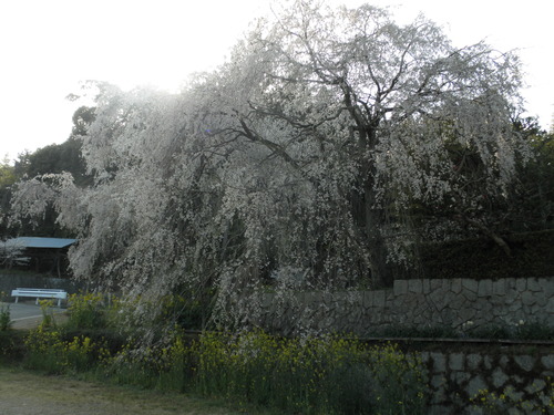 e0069481_7322517.jpg