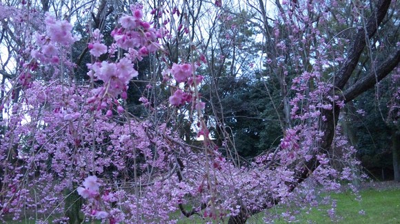 c0204188_1175896.jpg