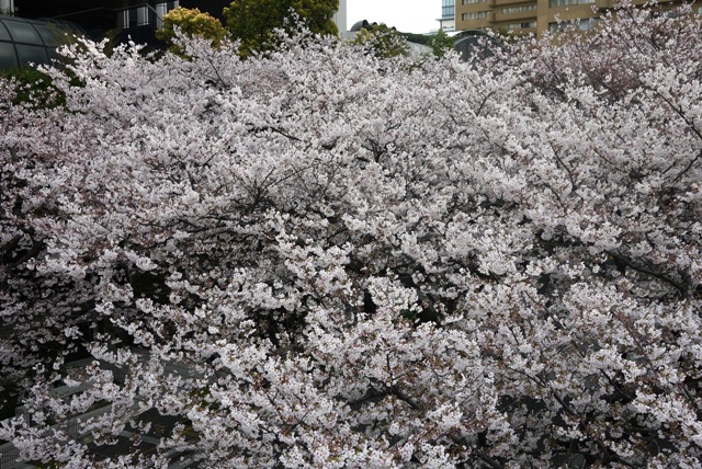 a0127090_2105386.jpg