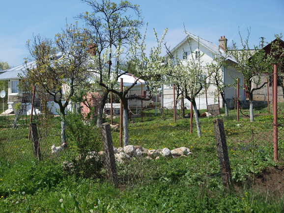 a0159697_135649100.jpg