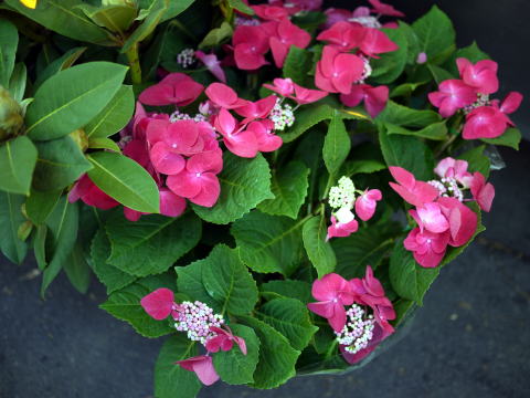 c0090198_453624.jpg