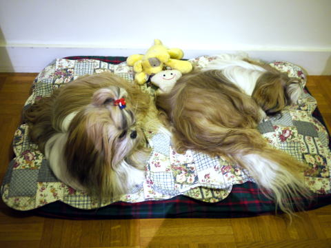 c0090198_4552661.jpg