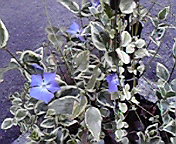 e0113504_20383113.jpg