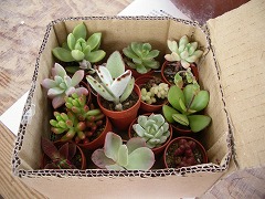 c0190010_20515978.jpg