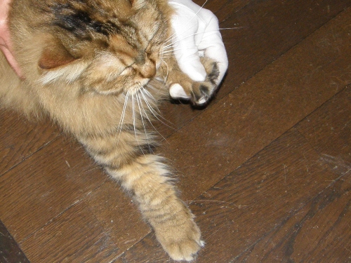 c0158916_22421261.jpg