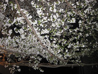b0131526_22552918.jpg