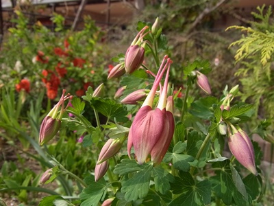 公園の花3