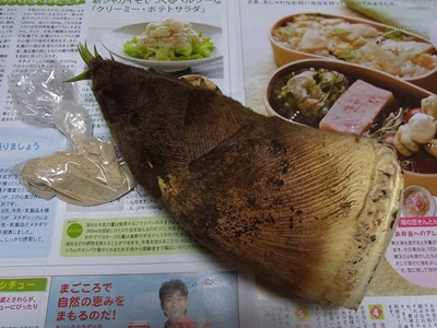 タケノコ