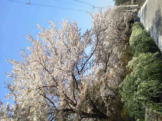 e0150849_1722991.jpg