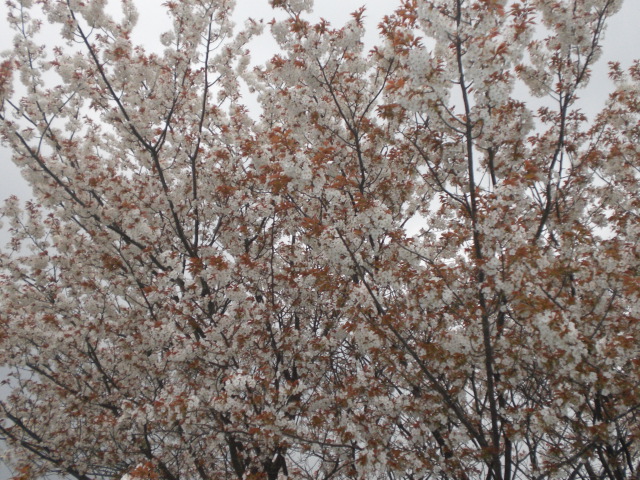 f0153475_1911113.jpg