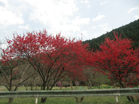 e0133087_1621472.jpg