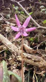 e0175288_177925.jpg