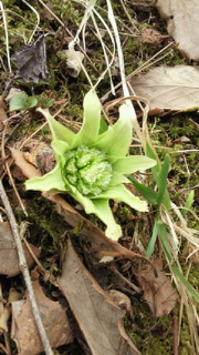 e0175288_177961.jpg