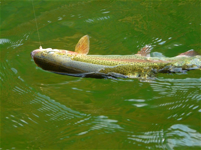 e0202393_20411847.jpg