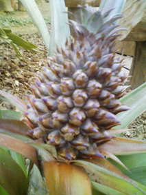 b0028299_2246445.jpg
