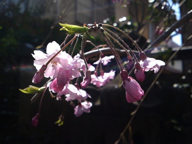 a0031000_2249769.jpg