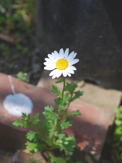 e0025300_21435667.jpg