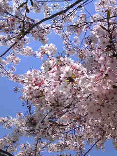 c0029913_18244436.jpg
