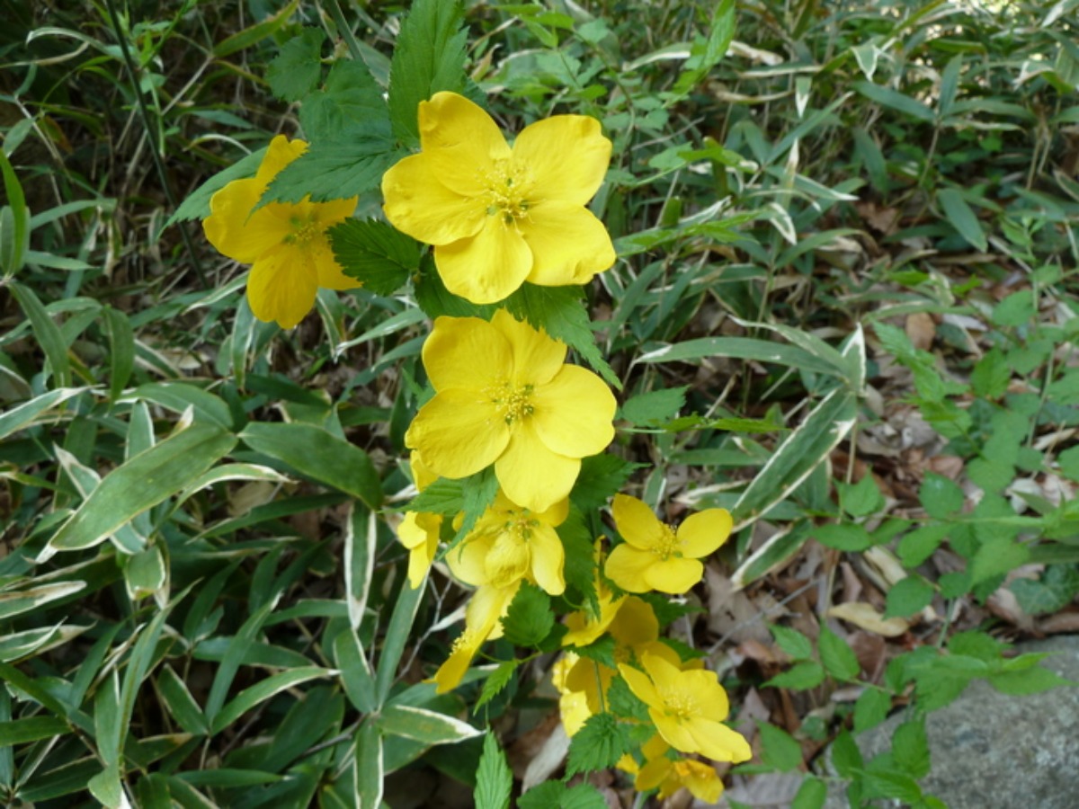 e0033229_21505129.jpg
