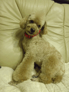 c0136736_9245412.gif