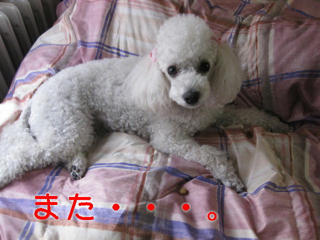 c0117239_941266.jpg