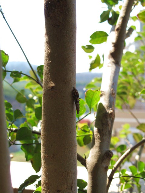 d0097144_1520453.jpg