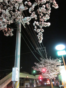 f0143445_0473279.jpg