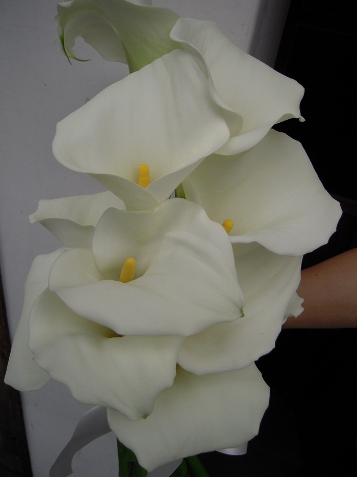 a0175278_10283951.jpg