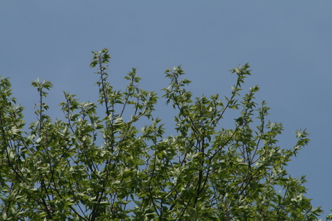 e0100589_11125556.jpg
