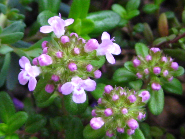 f0236201_8113122.jpg