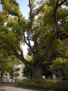 c0145209_11472244.jpg