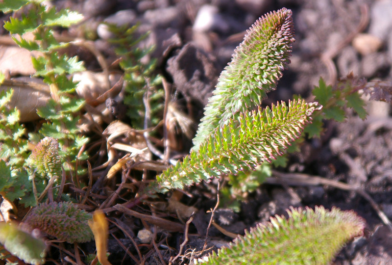 e0136424_1155188.jpg