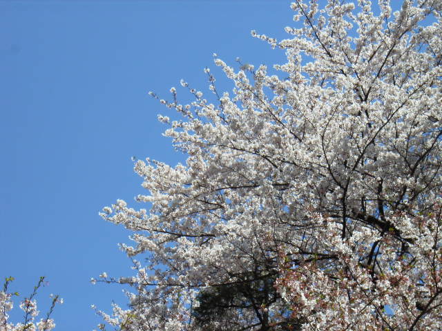 e0177824_20412324.jpg