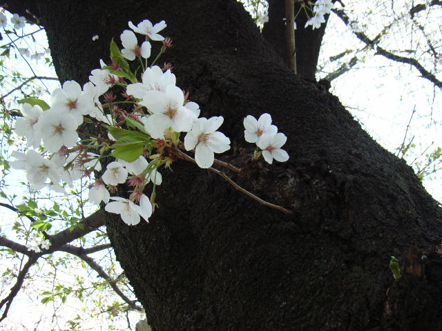 e0177824_2048187.jpg