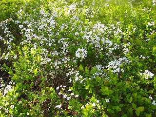 e0091230_2017302.jpg