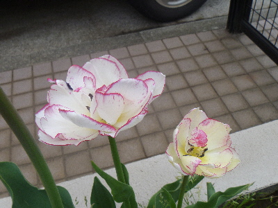 e0121548_21151797.jpg