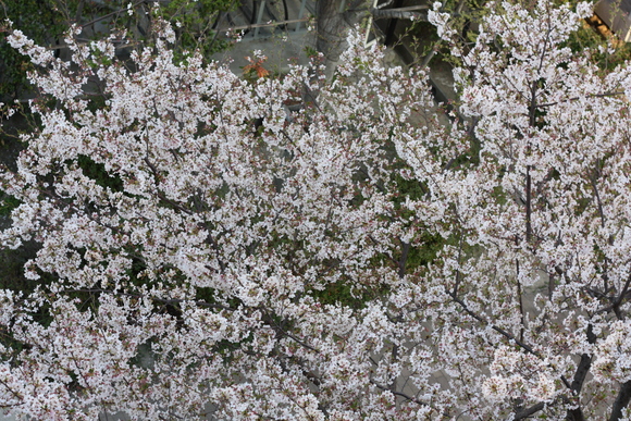 c0073649_1728361.jpg