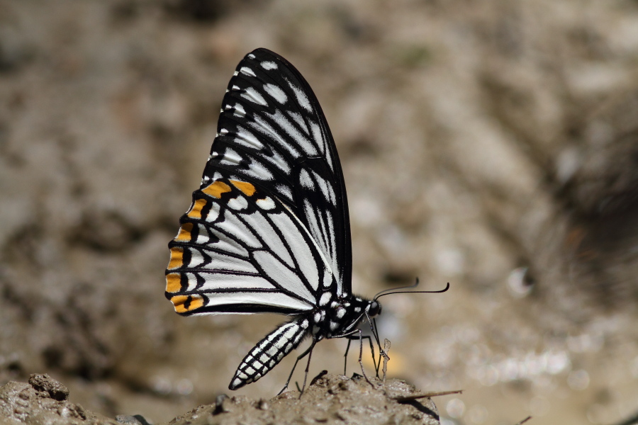 a0094850_21554616.jpg