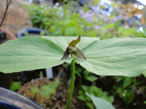 d0163550_2124423.gif