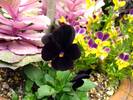 c0147952_2029980.jpg