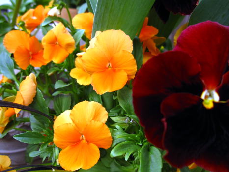 c0147952_2036201.jpg